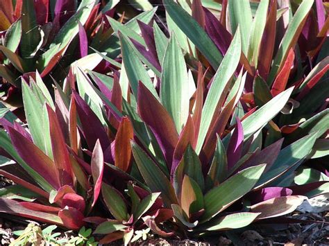 Check spelling or type a new query. Moses-in-the-Cradle #houseplants have spear-shaped glossy ...