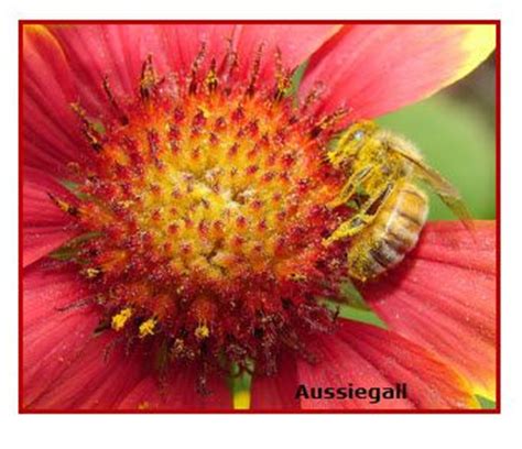 Bees provide flowers with the means to reproduce, by spreading pollen from flower to flower in a process called pollination. Symbiosis - Relationships of Flowers and Bees ...