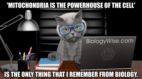 The latter depends on an adequate carbohydrate supply, and it has been demonstrated that while the mitochondria in excised rice coleoptiles show more extensive degradation under anoxia than the mitochondria in intact seedlings, the difference can be abolished by adding glucose to the incubation med. Mitochondria: Understanding Its Structure and Functions ...