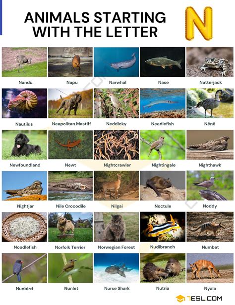 Outrageous Animals That Start With The Letter N Esl Thanksgiving Worksheets