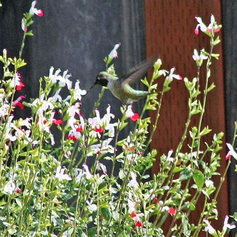 Hummingbird Photos Thriftyfun