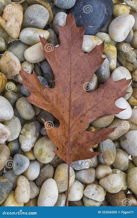 Autumn Leaf And Rocks Stock Image Image Of Outdoor Autumn 35266505