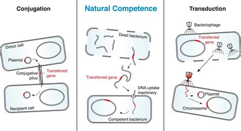 Research Focus Hospenthal Lab Eth Zurich