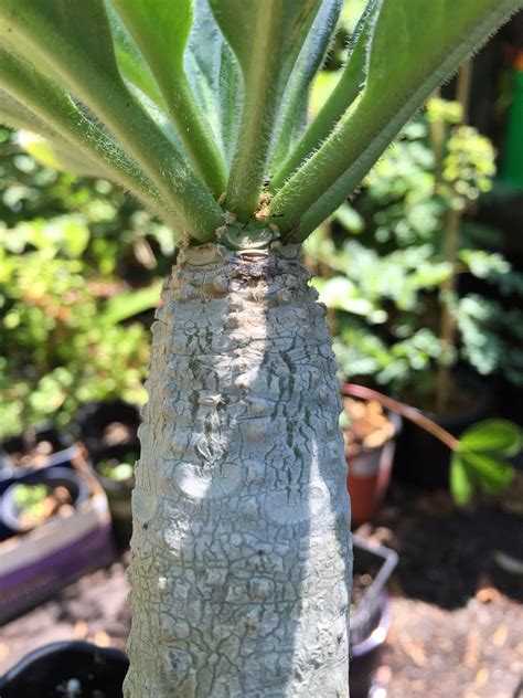 Named for the shape of its pads. Euphorbia ankarensis, Caudex succulent found in Madagascar ...