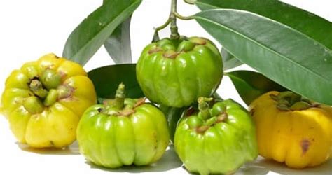 Primary menu skip to content. Garcinia cambogia