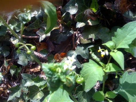 Check spelling or type a new query. What Are These White Flowers With Berries?
