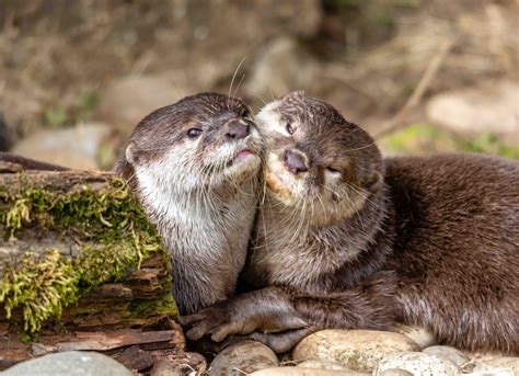 11 Sea Otter Facts For Kids Too Adorable To Miss