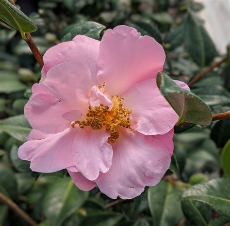 Camellia X Pink Icicle