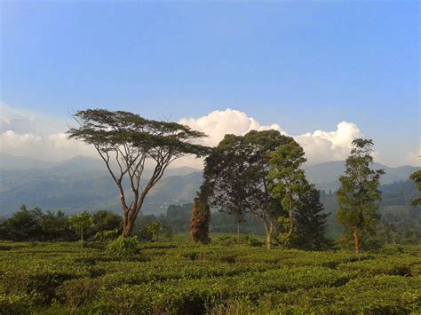 Akibat musibah itu, jalur untuk roda empat dari gunung mas hingga ciloto ditutup untuk sementara waktu. dianambar: Gunung Mas Puncak
