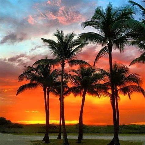 Sunset In Marbella Spain Scenery Beautiful Sunrise Palm Trees Beach