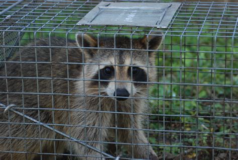 Raccoon Removal Photos | Animal Control Solutions