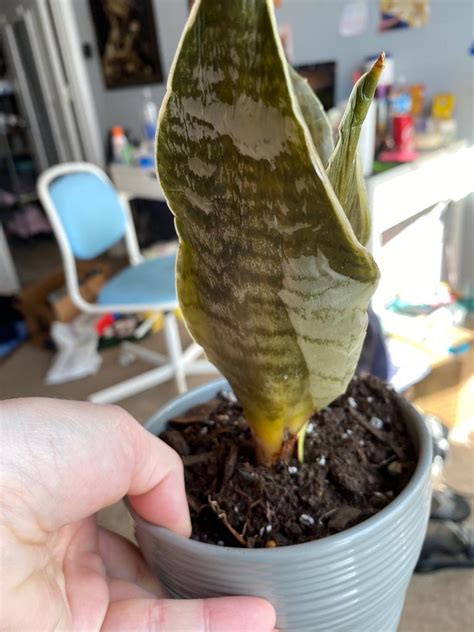 They will soon grow new roots. Help! New clearance snake plant is puffy and wrinkled and ...
