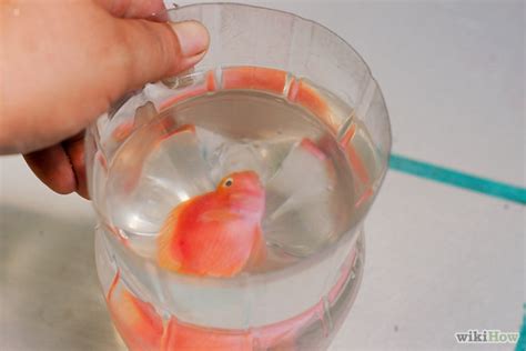 I know soon he will pass and take my heart with him. How to Humanely Kill a Fish: 8 Steps (with Pictures) - wikiHow