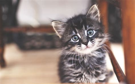 Download Wallpapers American Bobtail Kitten 4k Close Up Pets