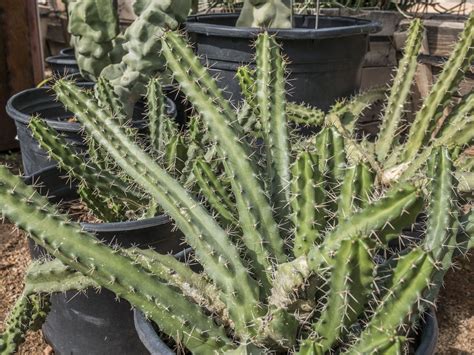 Because this plant grows about 5 feet tall, it's easy to manage as a container plant. Lady Finger Cactus for sale at Desert Horizon Nursery | Cactus, Cactus for sale, Plant catalogs