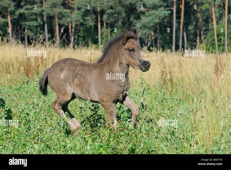 Icelandic Horse Foal Galloping In The Paddock Stock Photo Alamy