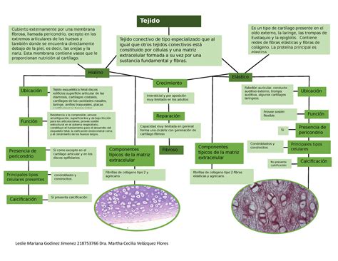 Mapa Conceptual De Tejido Cartilaginoso Caracteristicas Histología