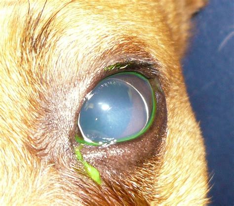 List 103 Pictures Pictures Of A Stye In A Dogs Eye Excellent