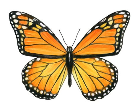 Monarch Butterfly Ii Watercolor Fine Art Print Etsy