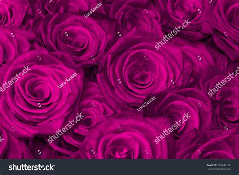 Purple Natural Roses Background Stock Photo 120648736