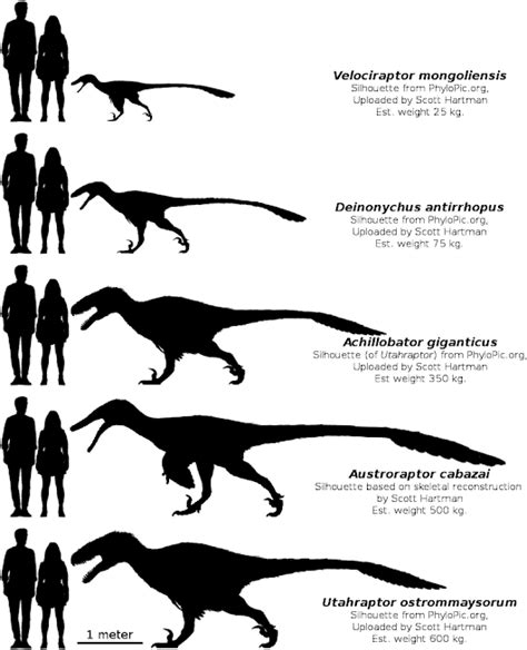 Whats The Difference Between A Velociraptor And A Deinonychus Quora
