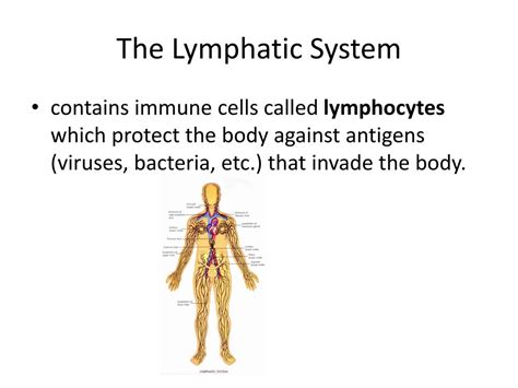 Ppt Lymphatic System Your Immune System And First Defense