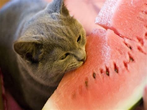 Do not give your cat the rind or seeds. 20 Cats Eating Human Food