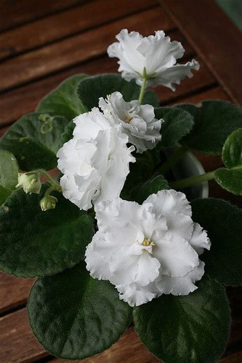 78 African Violets Ideas In 2021 African Violets Saintpaulia