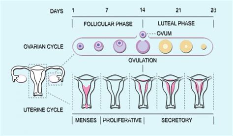 Where Does Fertilization Take Place Fallopian Tubes And Ivf