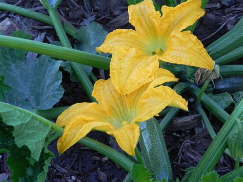 This gives you something to hold while cooking and prevents damage to the. Lexi's Kitchen: STUFFED ZUCCHINI BLOSSOMS