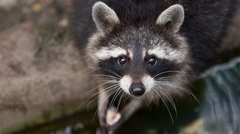 wallpaper raccoon eyes  fur close  nature animal animals