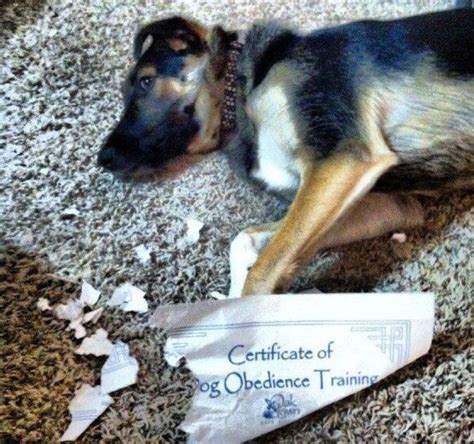 36 Of The Most Ironic Moments Ever Funny Animal Pictures Dog