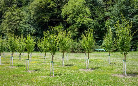 You need to consider your land, the climate where you live, what plants are suitable to your local area. How to Plant Field-Grown Trees | Cherokee Manufacturing