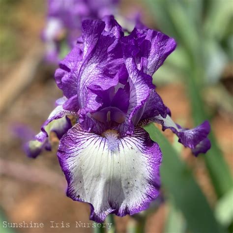 BOUNTIFUL HARVEST | Iris Flowers | Iris Bulbs – Sunshine Iris Nursery