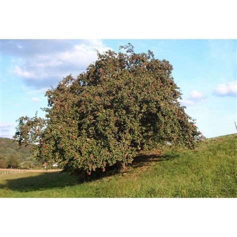 The best application timing and dose depend on whether the grape is naturally seeded or seedless, the cultivar, environmental conditions at bloom, and cultural practices such as type of trellis and spray equipment used. Buy fruits tree seeds online - Rarexoticseeds