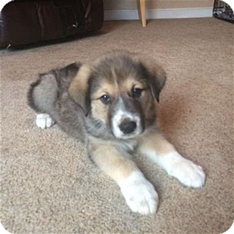 Finally all of our fur babies are together! New Oxford, PA - Australian Shepherd/Great Pyrenees Mix. Meet Nixon a Puppy for Adoption.