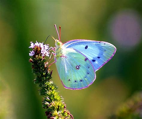Beauty Butterfly Butterflies Photo 16959451 Fanpop