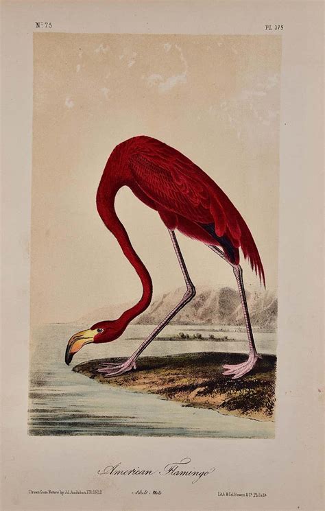 john james audubon louisiana heron an original 19th c audubon hand colored bird lithograph