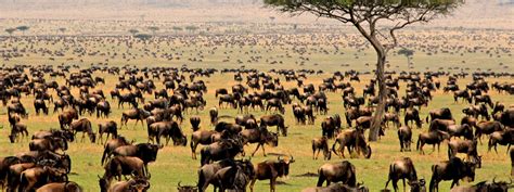 Wildebeest Migration The Fascinating Wildebeest Migration