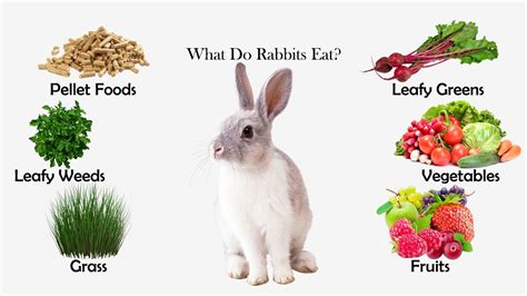 Rabbits are herbivores and grazers. What Do Rabbits Eat? | Feeding Nature
