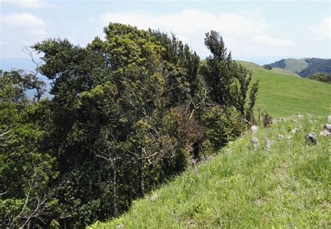 It is the seat of the nkandla local municipality, and the district in which the residence of the former president of south africa, jacob zuma, is located. Nkandla Forest, KwaZulu Natal