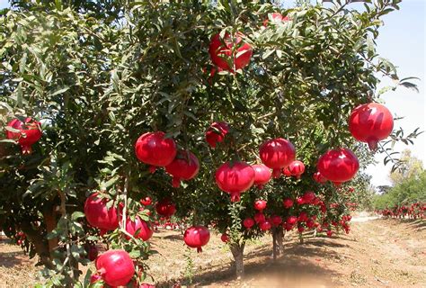 Pomegranate Farming Guide For Beginners Agri Farming