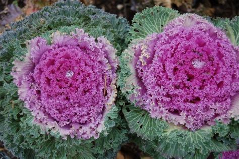 Traditionally, cabbage seeds were planted on st. Question and Answer | Purdue University Indiana Yard and ...