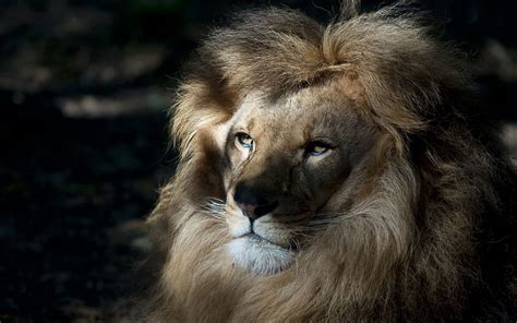Animals Muzzle Shadow Lion Predator Mane Hd Wallpaper Pxfuel