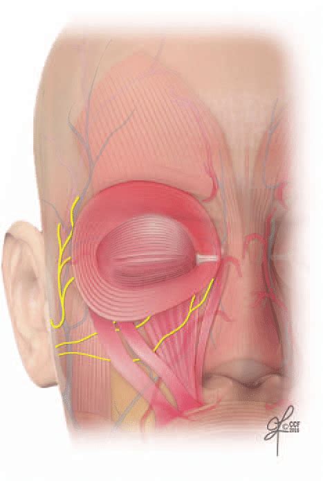 We did not find results for: Diagrammatic representation of the innervation of the ...