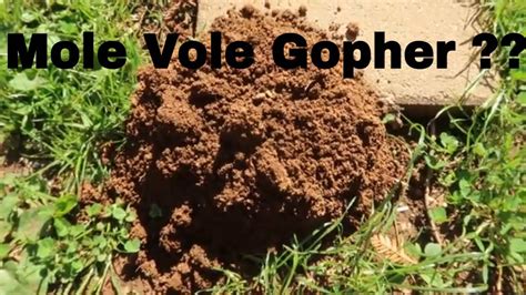 Is It A Mole Vole Or Gopher How To Tell By Their Mounds Youtube