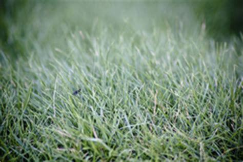 While we do not provide installation services, here are some instructions and information to ensure your sod is installed correctly. Canton GA Fescue Sod | Sod Delivery & Installation in Canton