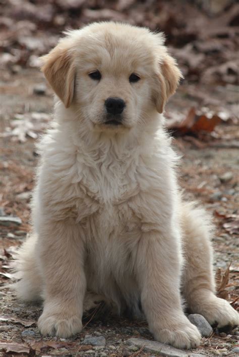 Puppies are inoculated, micro chipped and kusa registered with no breeding restrictions. LazyDaze Farm - Golden Retrievers Puppies - MA