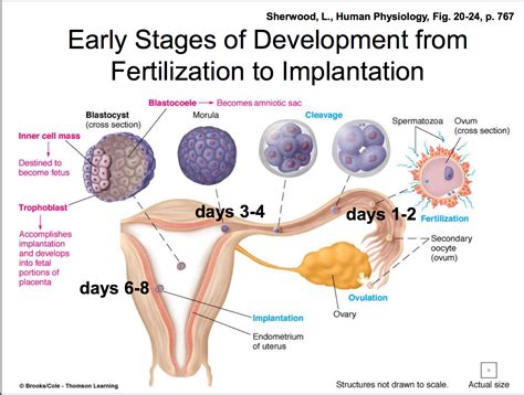 Fertilization To Implantation Hiccups Pregnancy