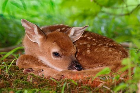 Deer Full HD Wallpaper and Background Image | 1999x1333 ...